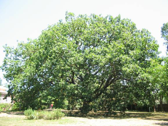 Manningham Heritage Garden & Significant Tree Study 2006