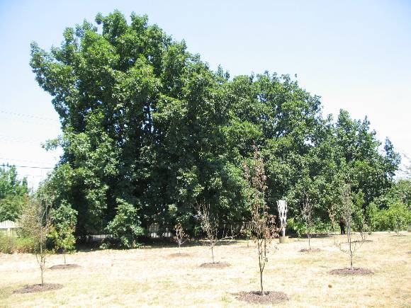 Manningham Heritage Garden & Significant Tree Study 2006