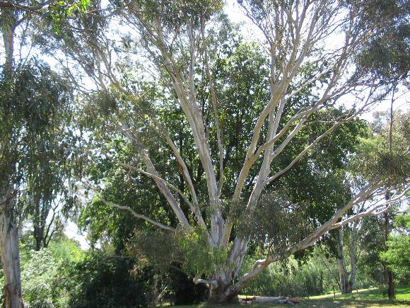 Manningham Heritage Garden & Significant Tree Study 2006