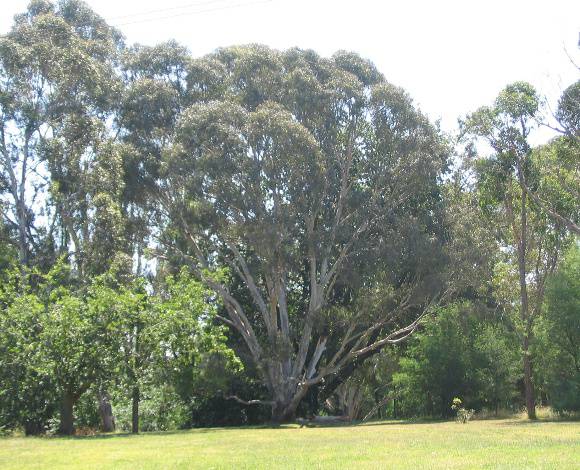 Manningham Heritage Garden & Significant Tree Study 2006