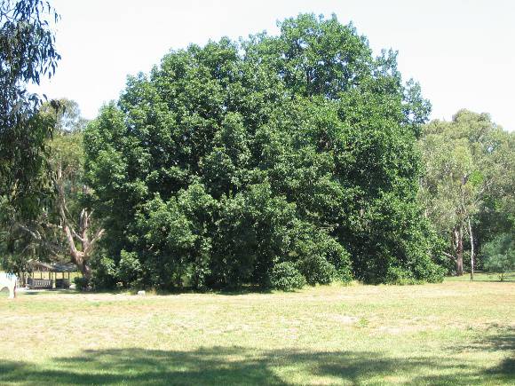 Manningham Heritage Garden & Significant Tree Study 2006
