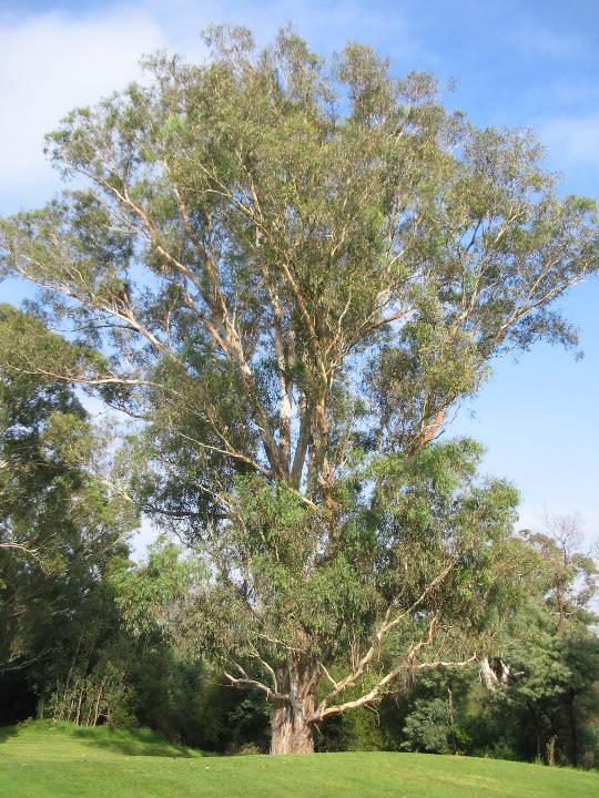 Manningham Heritage Garden & Significant Tree Study 2006