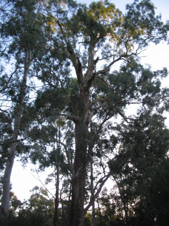 Manningham Heritage Garden & Significant Tree Study 2006