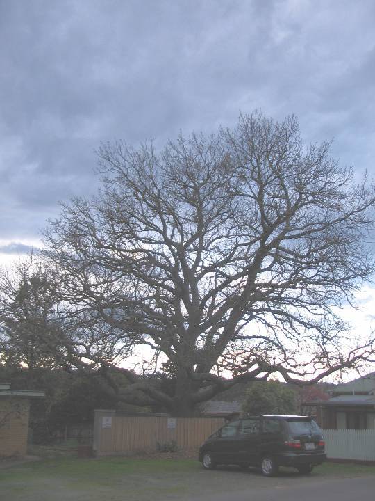 Manningham Heritage Garden & Significant Tree Study 2006