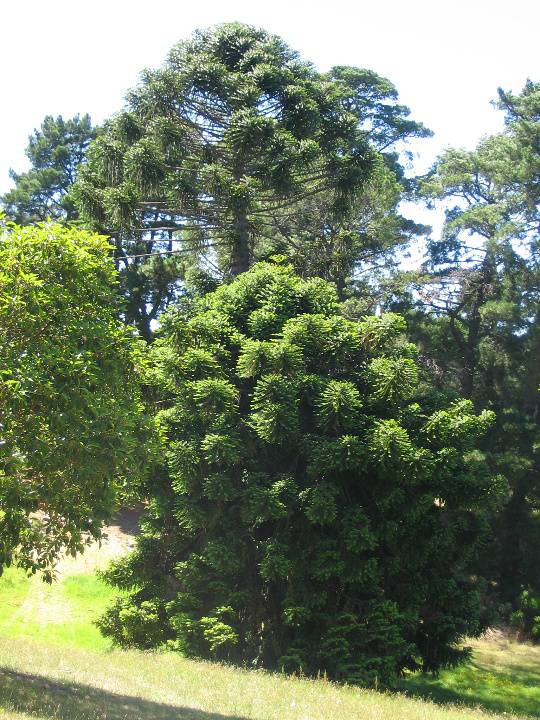 Manningham Heritage Garden & Significant Tree Study 2006 - The two trees: Tree 'A' in foreground