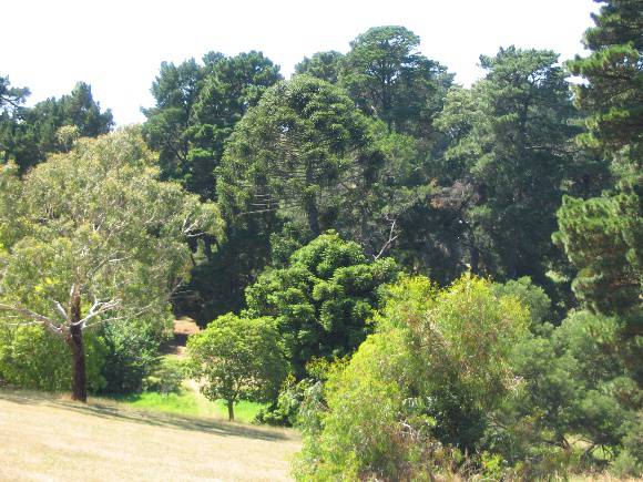 Manningham Heritage Garden & Significant Tree Study 2006 - Trees viewed from hill to west