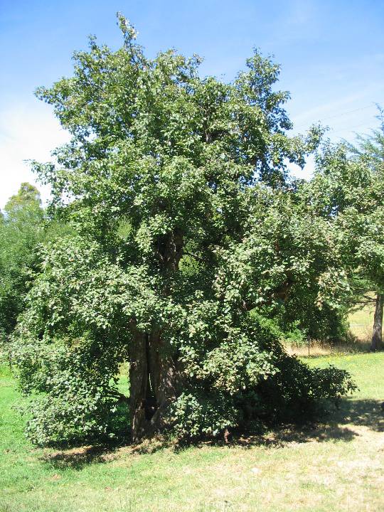 Manningham Heritage Garden & Significant Tree Study 2006