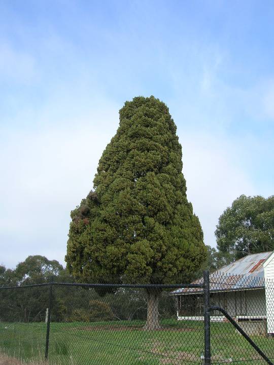 Manningham Heritage Garden & Significant Tree Study 2006