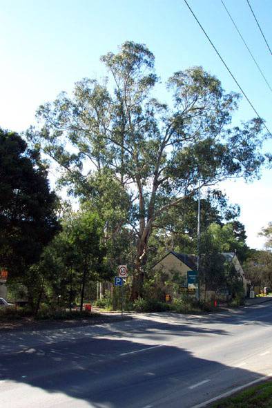Manningham Heritage Garden & Significant Tree Study 2006