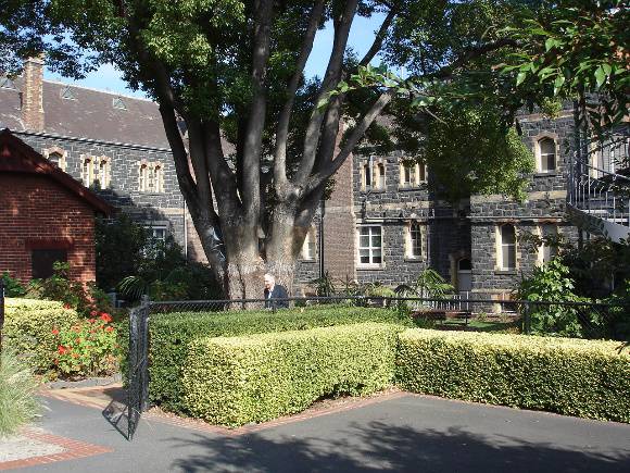 Rear courtyard & camphor laurel tree