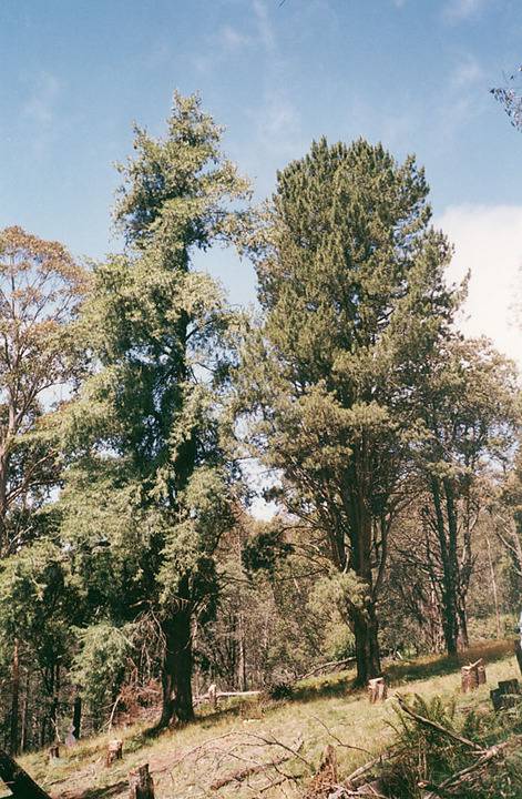 T12093 Pinus lambertiana