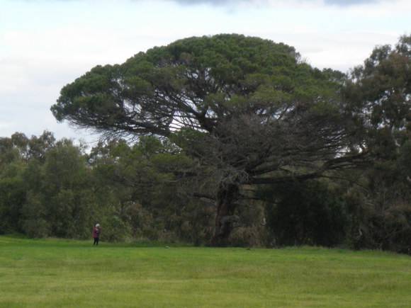 T12158 Pinus pinea 