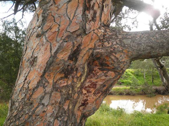 T12158 Pinus pinea