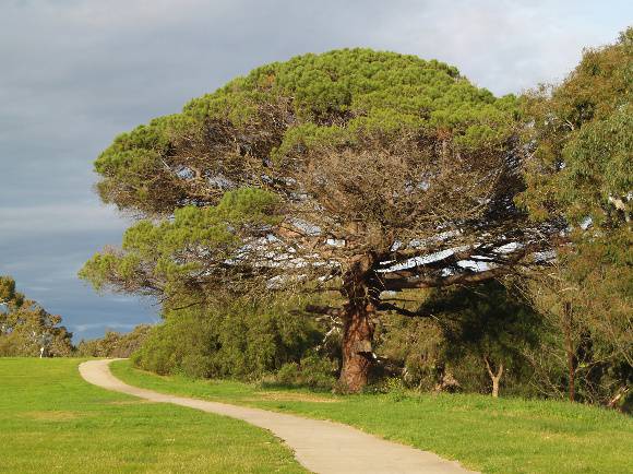 T12158 Pinus pinea 