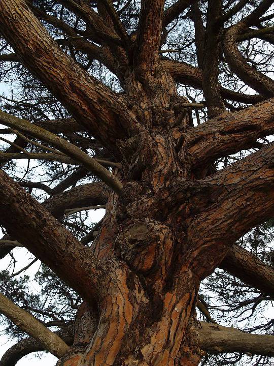 T12158 Pinus pinea 