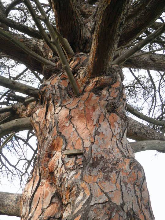 T12158 Pinus pinea 