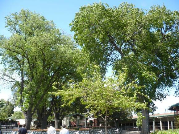 Mature Elms around parade ground