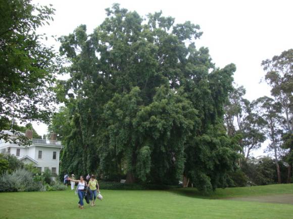 T11508 Quercus Mt Macedon 