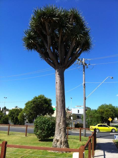 T11360 Dracaena draco