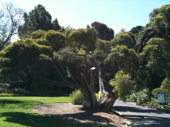 T11912 Melaleuca linarifolia 