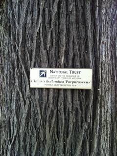 T11098 Ulmus x hollandica 'Purpurascens'