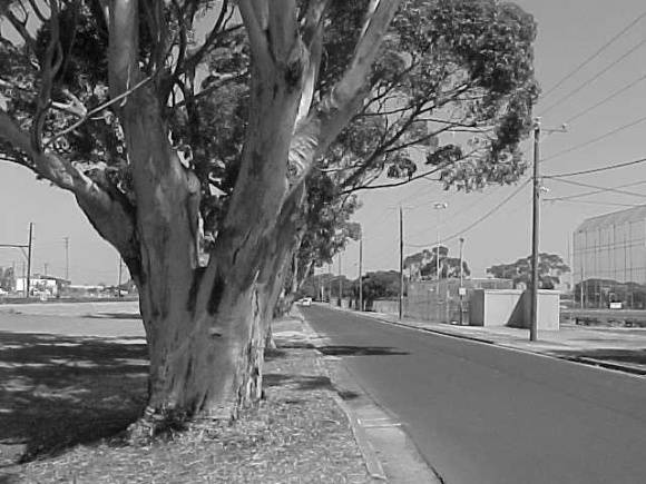 Site 029 - Sugar Gum row (2).jpg