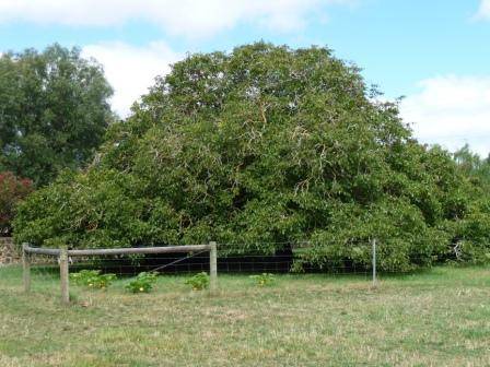 T12162 Juglans regia