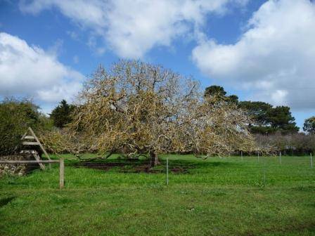 T12162 Juglans regia