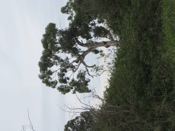 Canoe tree
