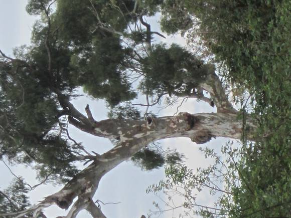 Canoe tree
