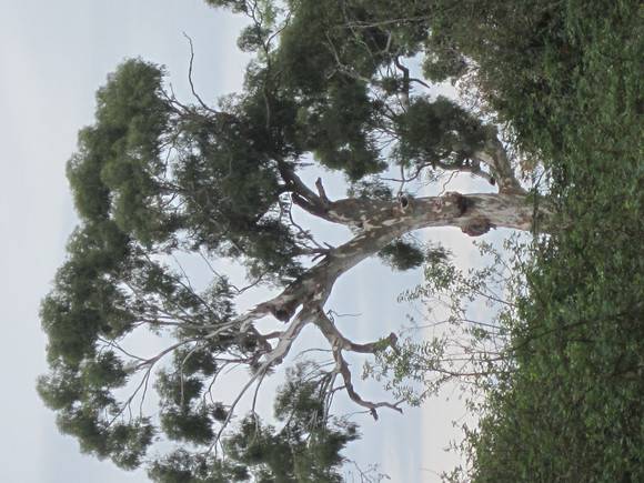 Canoe tree
