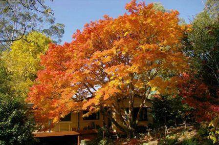 t12167 Acer palmatum Thunb.