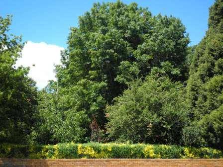T12165 Quercus palustris