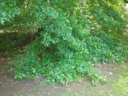 T12165 Quercus palustris