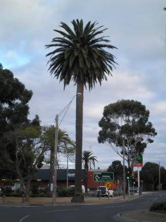 T12163 Phoenix canariensis