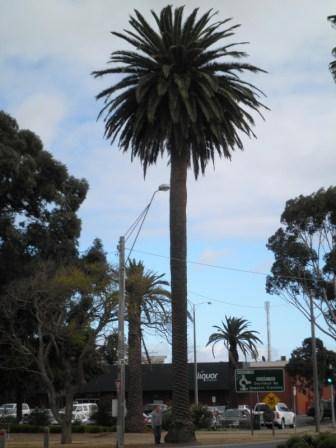 T12163 Phoenix canariensis