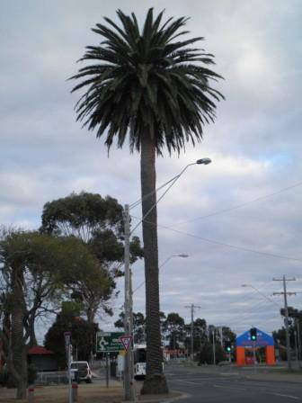 T12163 Phoenix canariensis