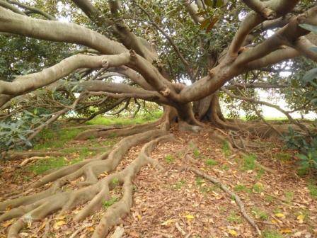 T11238 Ficus macrophylla