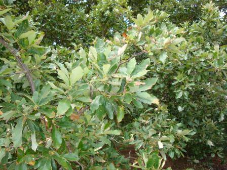 T11241 Quercus bicolor