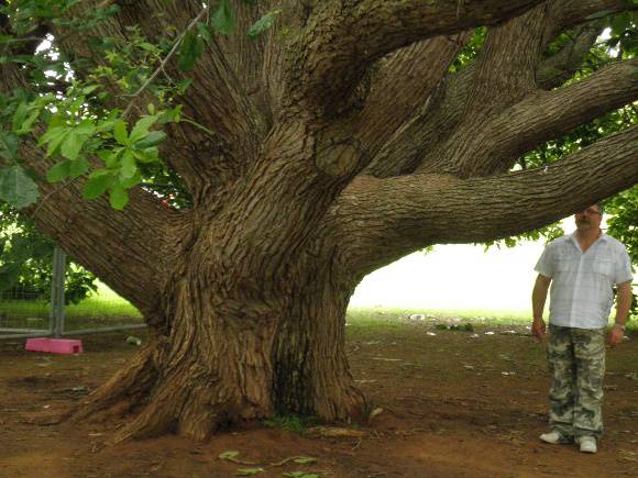T11241 Quercus bicolor
