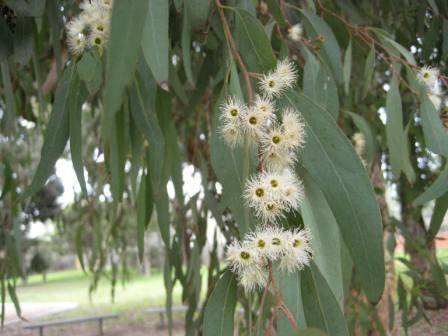 T12166 Eucalyptus melliodora