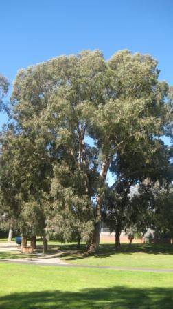 T12166 Eucalyptus melliodora