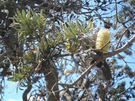 T11247 Banksia marginata Eynesbury