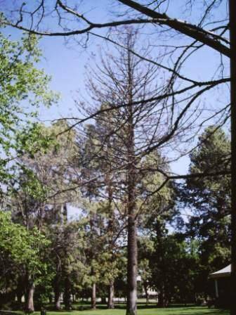 T11385 Araucaria cunninghamii 