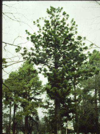T11385 Araucaria cunninghamii