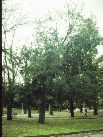 T11386 Afrocarpus falcata 