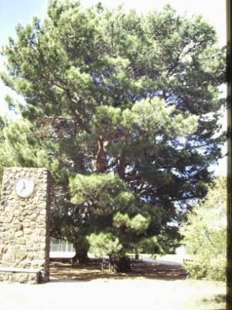 T11394 Pinus brutia 