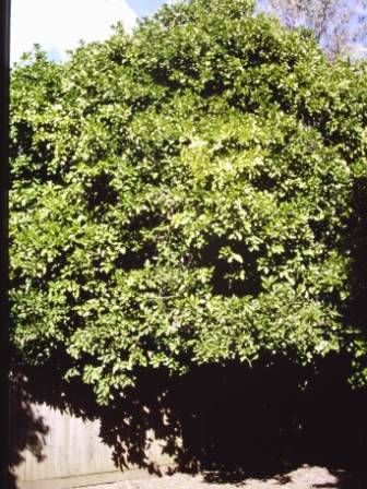 T11397 Citrus maxima 