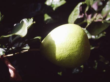 T11397 Citrus maxima 