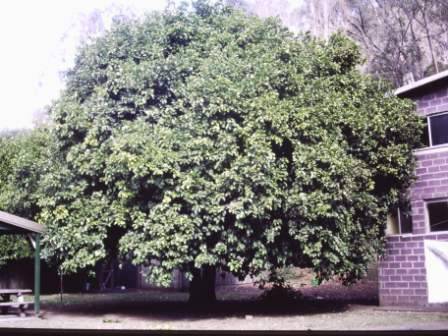 T11397 Citrus maxima 